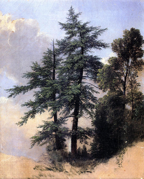 Nature Study, Trees, Newburgh, N.Y. - 1849