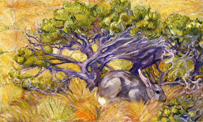 Wild Rabbit: 1909