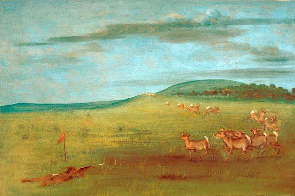 Antelope Shooting, Decoyed Up: 1832