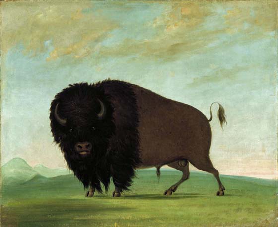 Buffalo Bull, Grazing on the Prairie: 1832