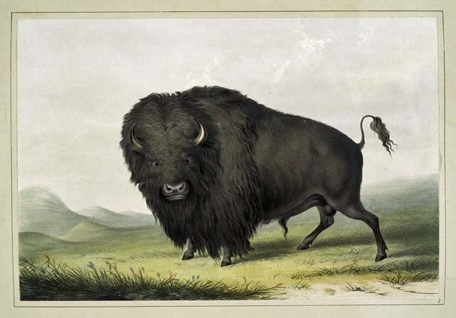 Buffalo Bull Grazing: 1845
