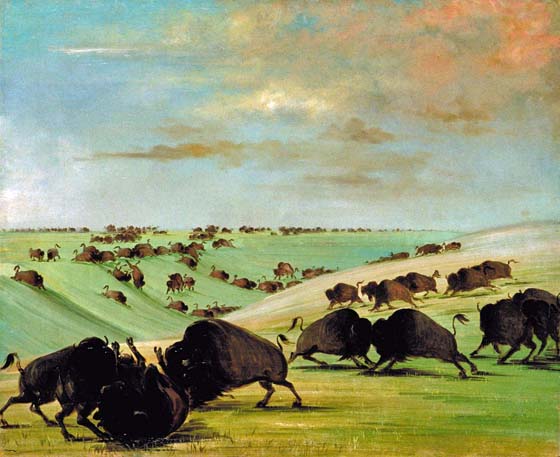 Buffalo Bulls Fighting in Running Season, Upper Missouri: 1837
