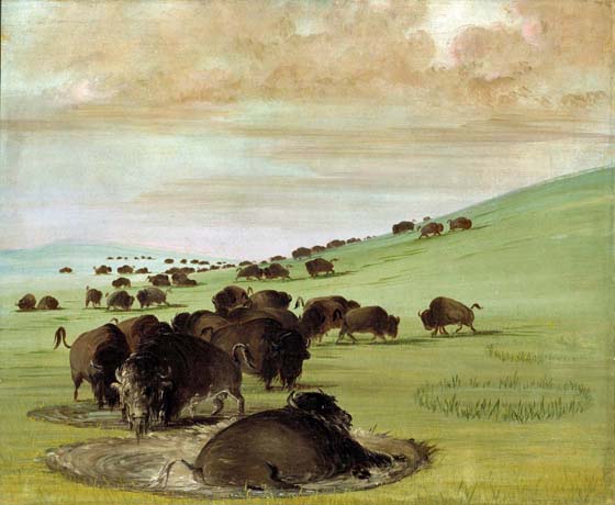 Buffalo Bulls in a Wallow: 1837