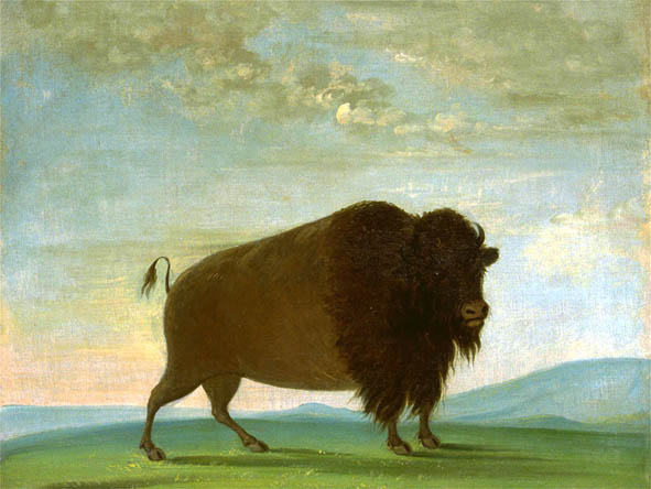 Buffalo Cow Grazing on the Prairie: 1832