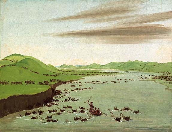 Buffalo Herds Crossing the Upper Missouri: 1832
