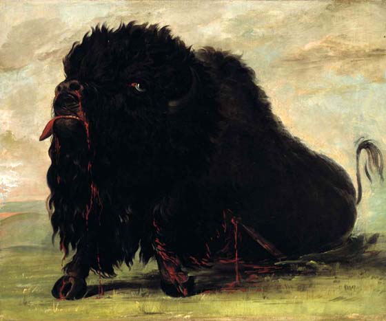 Dying Buffalo, Shot with an Arrow: 1832