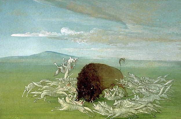 White Wolves Attacking a Buffalo Bull: 1832