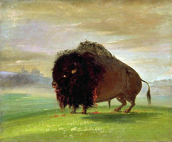 Wounded Buffalo, Strewing His Blood over the Prairies: 1832