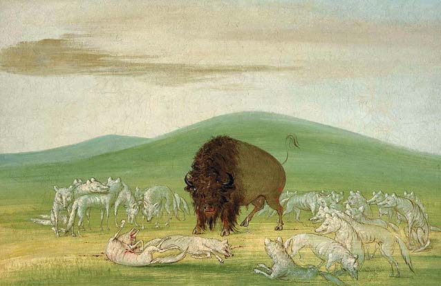 Wounded Buffalo Bull Surrounded by White Wolves: 1832