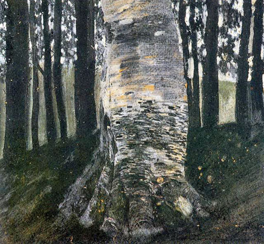Birch in a Forest: ca 1903