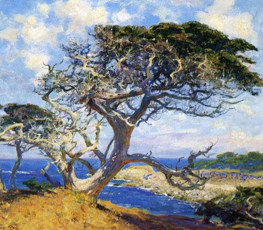 Monterey Cypress: Date Unknown