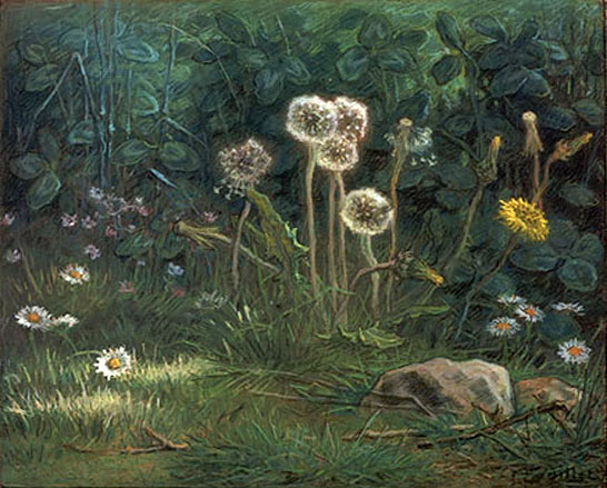 Dandelions: 1867-68