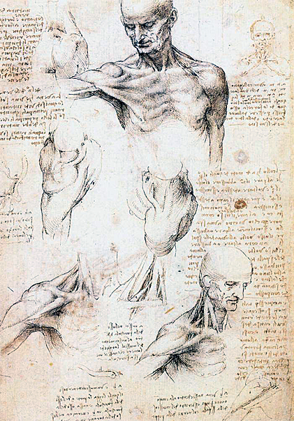 Anatomical Studies of a Male Shoulder: 1509-10