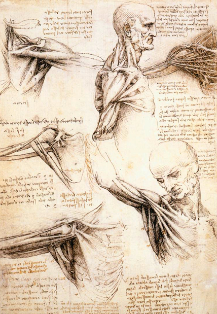 Anatomical Studies of the Shoulder: 1510-11