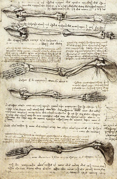 Anatomical Study of the Arm: ca 1510