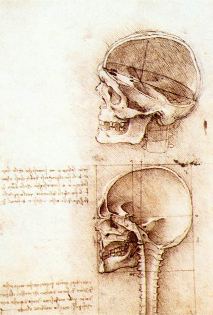 Studies of the Human Skull: 1489