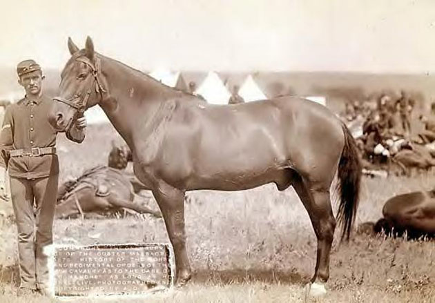 Camanche, 1887, only survivor of Custer's Last Stand