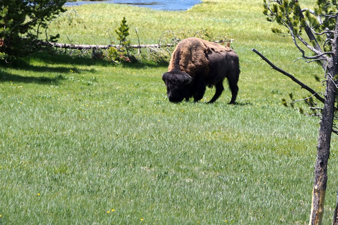 A Bison in Yellowstone