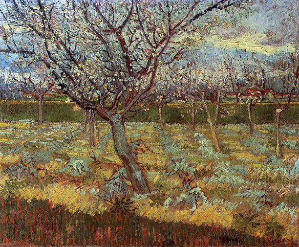 Apricot Tree in Bloom: 1888
