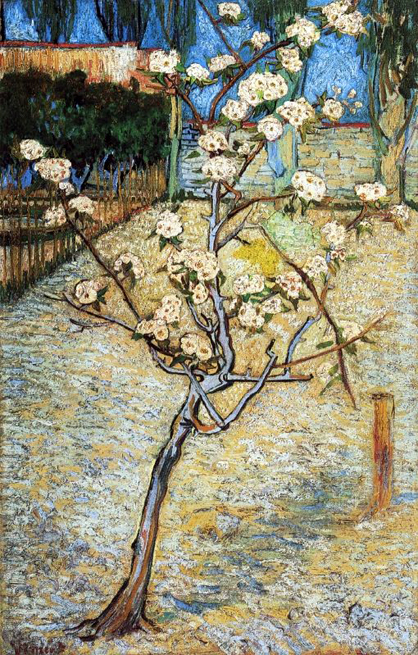 Pear Tree in Blossom: 1888