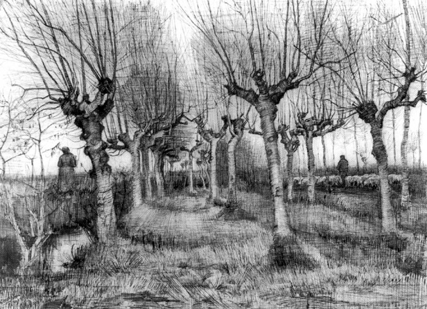 Pollard Birches: 1884